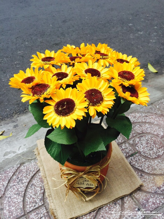Chậu hoa hướng dương đại